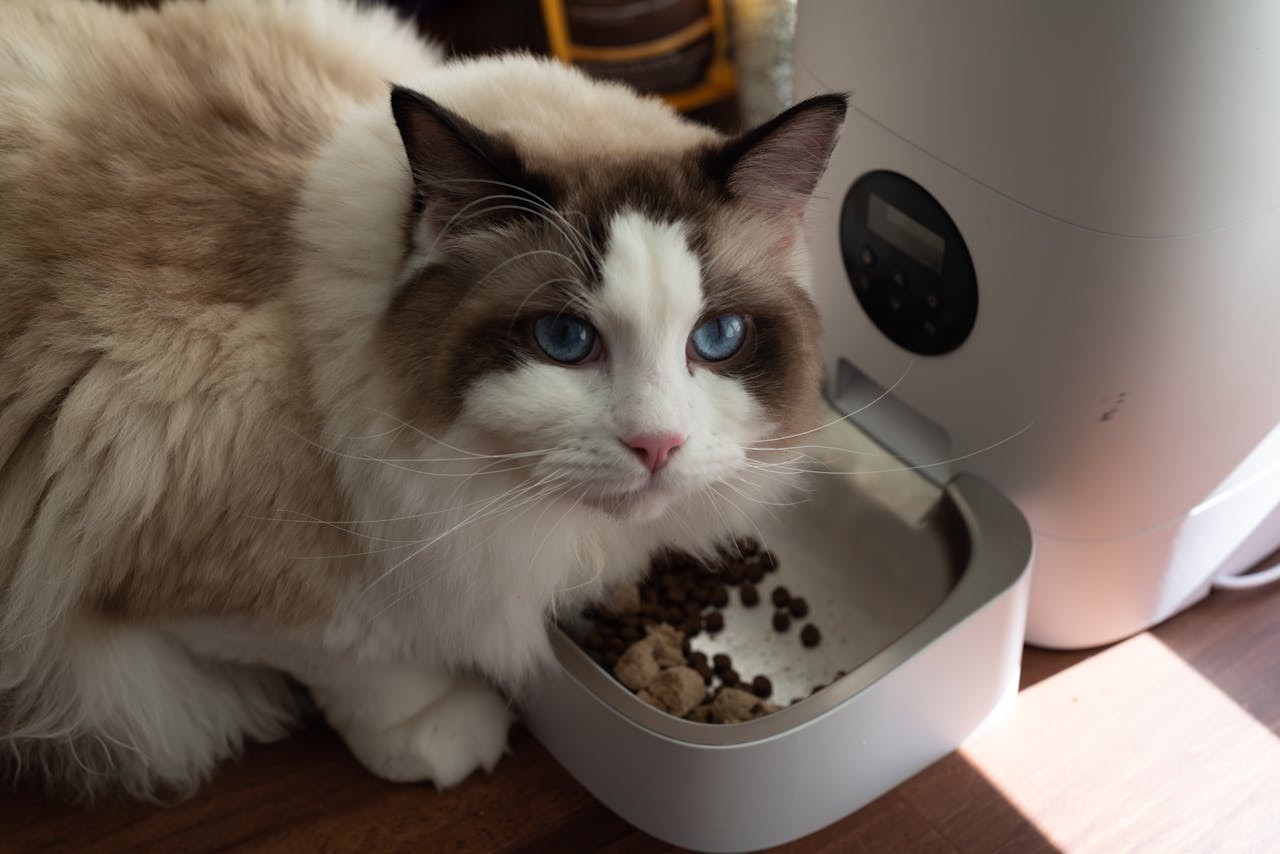 The Art of Drawing Readers In: Your attractive post title goes here A fluffy Ragdoll cat enjoys meal from an automatic pet feeder indoors.