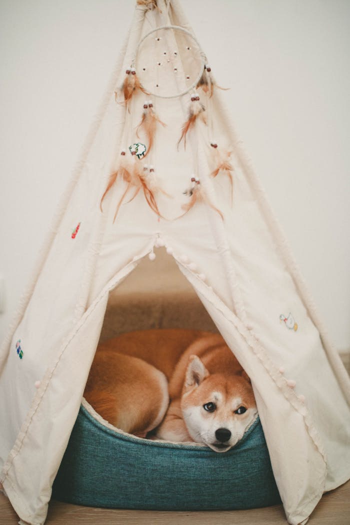 our-story A Shiba Inu rests comfortably inside a decorated indoor tent.