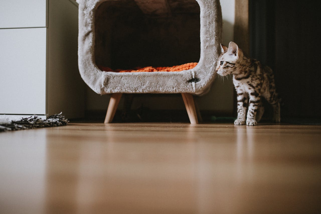 about-us Bengal kitten standing next to a cozy pet bed in a modern apartment interior.