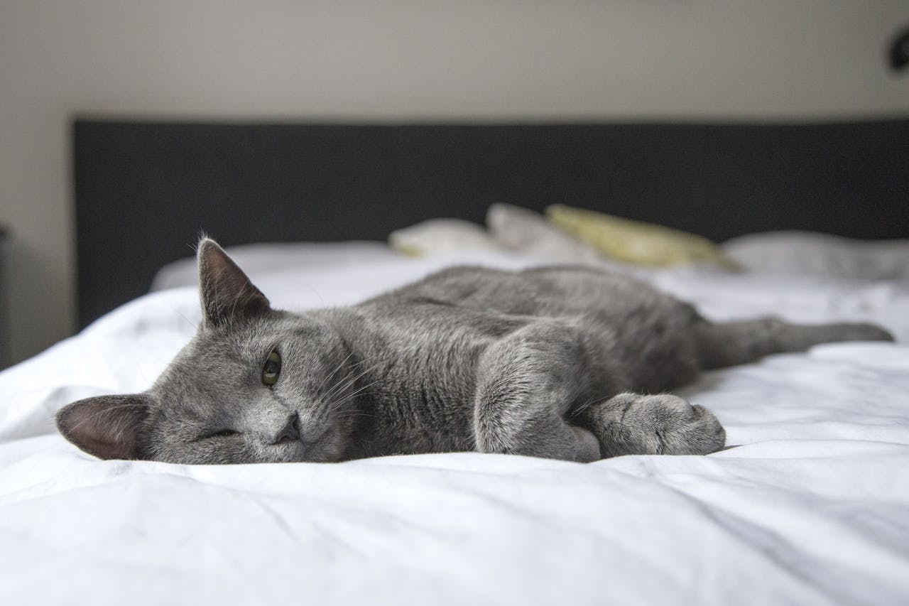 who-we-are A gray cat peacefully resting on a bed in a cozy indoor setting. Perfect depiction of relaxation.