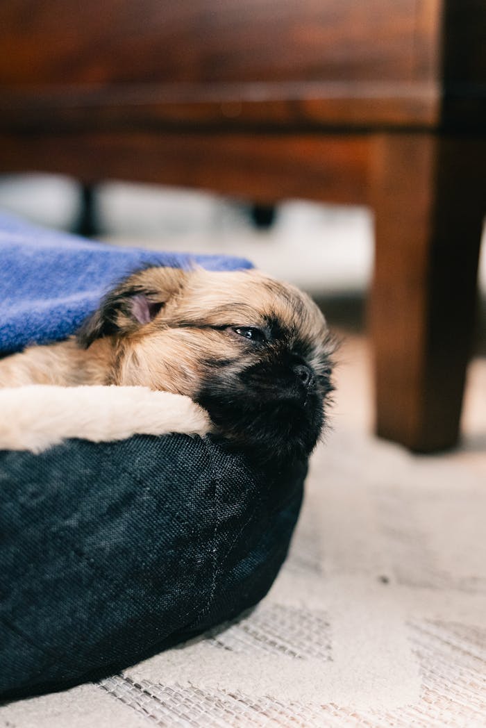 Crafting Captivating Headlines: Your awesome post title goes here A cute puppy snuggled under a blue blanket on a pet bed indoors.