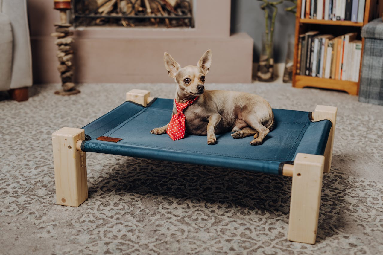 Mastering the First Impression: Your intriguing post title goes here Chihuahua wearing a red polka dot scarf lounging on a comfortable elevated pet bed in a cozy living room setting.