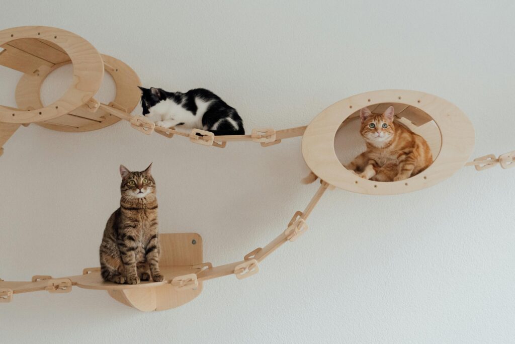 Three cats lounging on a custom wooden bridge indoors, showcasing feline relaxation and pet care.